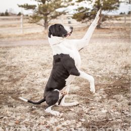 Great Danes from Vanmar Great Danes of Colorado