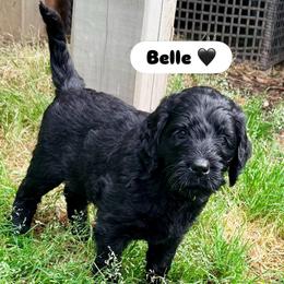 Belle - Black female Assorted Doodle Crosses puppy in Irmo, South Carolina from Kava Kennels