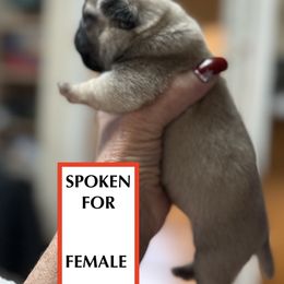 FAWN GIRL 1 - Fawn female Pug puppy in Saugus, Massachusetts from Pug Puppies of Boston
