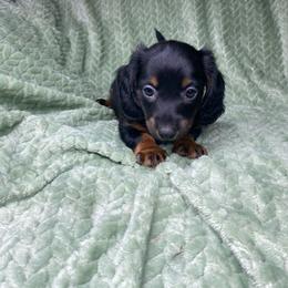 Duke - Black and tan male Dachshund puppy in Richmond, Virginia from Paw Prints