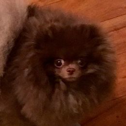 Chihuahuas, Companion Crosses, and Pomeranians from Heartland Pomeranians and Chihuahuas