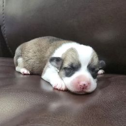 Female - Red female Pembroke Welsh Corgi puppy in Tenino, Washington from LoneStar Corgis NW