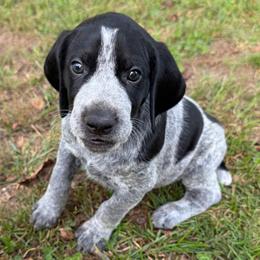 Fiddler - Black roan male German Shorthaired Pointer puppy in Hot Springs, Virginia from Thunder Mountain Gun Dogs