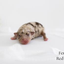 Girl 3 - female Miniature Australian Shepherd puppy in Wooster, Ohio from Kari's Mini Aussies