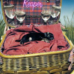 German Shepherd Puppies from Shepherd's Watch