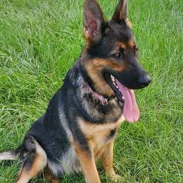 German Shepherds from The Shepherds' House
