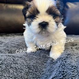 Mistletoe - Red and white male Shih Tzu puppy in Vernon, New Jersey from Calta’s Cute Shih Tzu