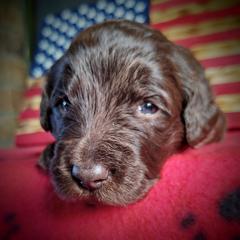 Labradoodle Puppies from Loveable Labradoodles and Poodles of Scotch Hollow