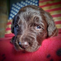Labradoodle Puppies from Loveable Labradoodles and Poodles of Scotch Hollow