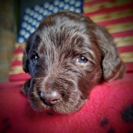 Labradoodle Puppies from Loveable Labradoodles and Poodles of Scotch Hollow