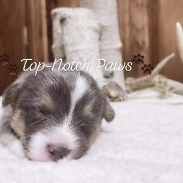 Pembroke Welsh Corgi Puppies from Top-Notch Paws