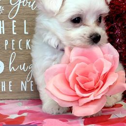 Maltese, Miniature Australian Shepherds, Poodles, Shih Tzus, Toy Australian Shepherds, and Yorkshire Terriers from Love At FURst Sight TX Kiss My Aussie