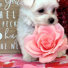 Maltese, Miniature Australian Shepherds, Poodles, Shih Tzus, Toy Australian Shepherds, and Yorkshire Terriers from Love At FURst Sight TX Kiss My Aussie