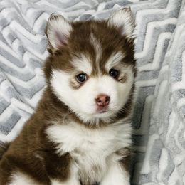 Ruby - Pomsky puppy in Alvin, Texas from Lone Star Pomsky