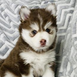 Ruby - Pomsky puppy in Alvin, Texas from Lone Star Pomsky