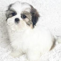 AKC Lady - Tricolor female Shih Tzu puppy in Greenville, South Carolina from Babyface Shih Tzu