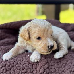 Ferris Wheel - Apricot male Goldendoodle puppy in Wharton, Texas from Little Fur Friends