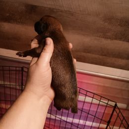 Girl 2 - Fawn female Boxer puppy in Pikeville, Kentucky from Boxers of Whispered Wishes