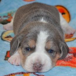 AKC OFA CAER DNA Indigo Girl - Blue tan and white female Beagle puppy in Spring Creek, Nevada from Badland Kennel