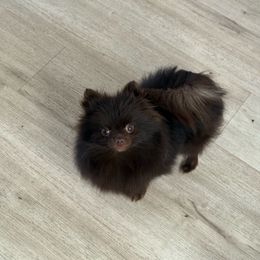 Leo - Chocolate male Pomeranian puppy in Sunnyside, Washington from The Pom farm