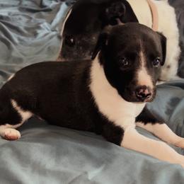 Ron - White and black male Whippet puppy in London, Kentucky from Tigger’s Whippets