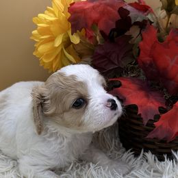 Cavapoos, Cockapoos, Goldendoodles, and Maltipoos from Loris Pampered Pooches💕