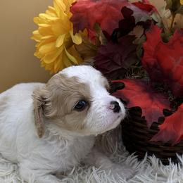 Cavapoos, Cockapoos, Goldendoodles, and Maltipoos from Loris Pampered Pooches💕