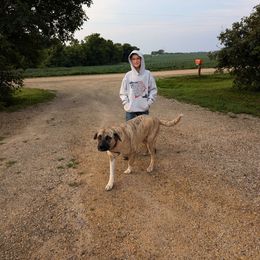 Willow - Anatolian Shepherd Dog