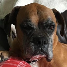 Boxers and French Bulldogs from Janis Whalen