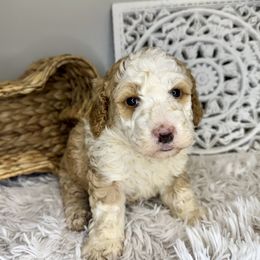 Girl 1 - Brown and white female Bernedoodle puppy in Russiaville, Indiana from Pleasant Creek Minibernedoodles