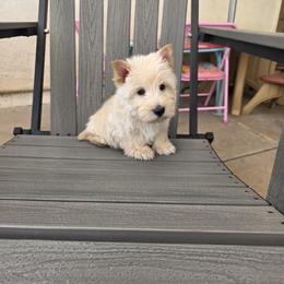 Tully - Wheaten male Scottish Terrier puppy in Peoria, Arizona from Duran's Scotties