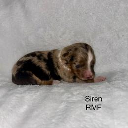 Siren - Red merle female Miniature Australian Shepherd puppy in Roseville, California from Golden State Mini Aussies