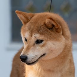 Caroline - Shiba Inu