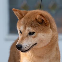 Caroline - Shiba Inu