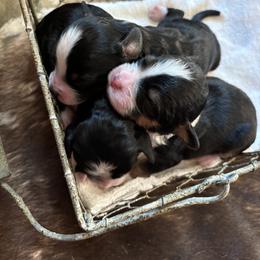 Bernedoodle Puppies from Mid-West Bernedoodles