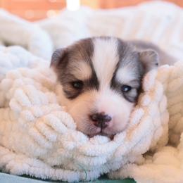 Monarch - Sable and white female Siberian Husky puppy in Bly, Oregon from Hill Top Huskies