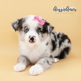 Bi Blue Merle 2 blue eyes - Blue merle female Miniature Australian Shepherd puppy in Pinehurst, Texas from Aussie Amor