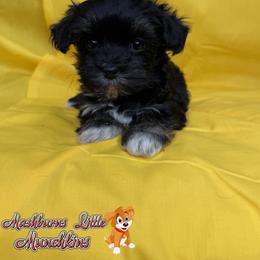 PETUNIA - Black and white female Havanese puppy in Pisgah, Alabama from Mashburns Little Munchkins