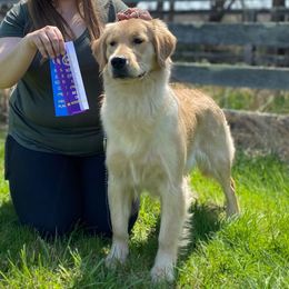 Lake - Golden Retriever