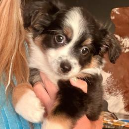 Black tri - Black tri female Miniature Australian Shepherd puppy in Helmville, Montana from CKO Country Road Aussies