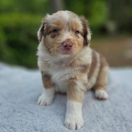 Skittles - Red merle female Australian Shepherd puppy in Summerville, South Carolina from Flowertown Aussies