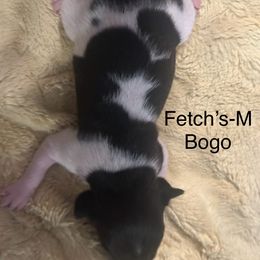 Bogo - Black white and tan male Rat Terrier puppy in Lodi, California from Top Shelf Rat Terriers