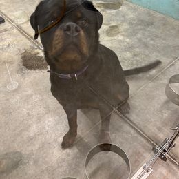 Scarlett - Rottweiler