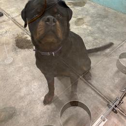 Scarlett - Rottweiler