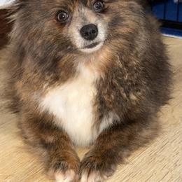 Drama - Blue brindle female Pomeranian puppy in Newport News, Virginia from Nel’s Pomeranians