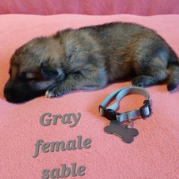 Grey collar Sable Female - German Shepherd puppy from TiPi S Ranch's German Shepherds
