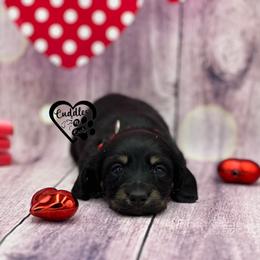 Oscar - Black and cream male Dachshund puppy in Nashville, Arkansas from Cuddles n Curls