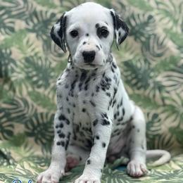 Delta -Navy collar - White and black female Dalmatian puppy in Whitwell, Tennessee from Rock a Dalmatian “RockADal”