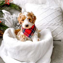 Burton - Red Bernedoodle puppy in Springville, Utah from Happy Doodle