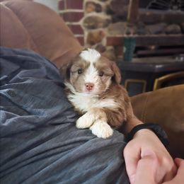 Aussiedoodle and Bernedoodle Puppies from Silverton Doodles